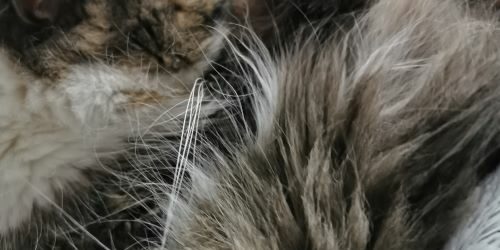 Améliorer le sommeil avec le yoga du visage et le Do In